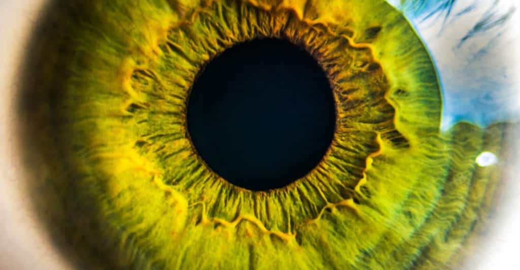 Iris