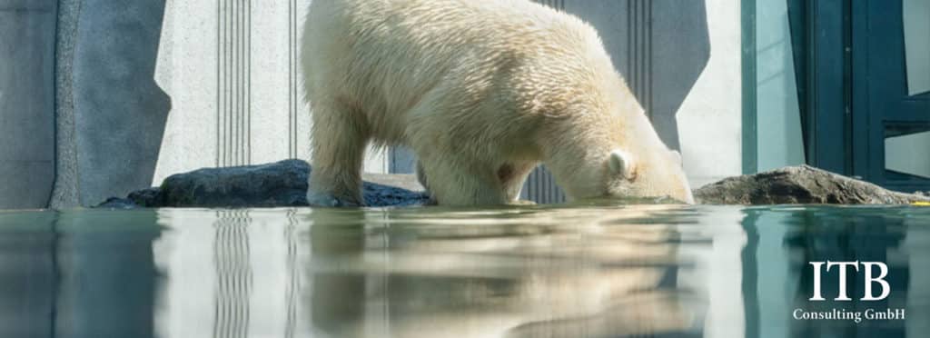 Wie lässt sich neugier besser trainieren? Eisbär steckt den Kopf ins Wasser
