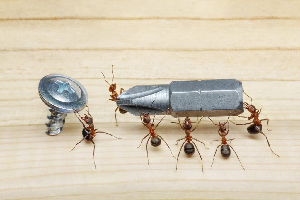 Der Ameisenalgorithmus hilft bei der Optimierung von Tests und Fragebögen